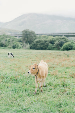 Cows grazing in a meadow in the countryside in summer.
