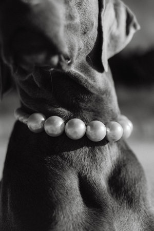 black and white portrait of a purebred great dane with beadsの写真素材