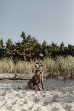 Puppy of Weimaraner on the beach with dunesの写真素材