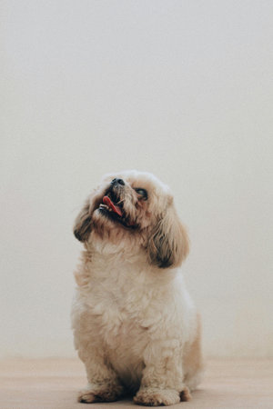 Cute Shih Tzu dog sitting on the floor and looking upの写真素材