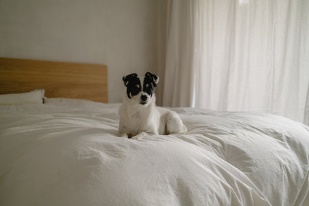Jack Russell Terrier dog on the bed in the morning. Selective focus.の写真素材