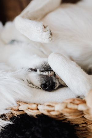White dog sleeping in a basket on a wooden background. Selective focus.の写真素材