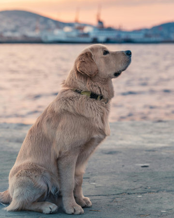 Labrador retriever sitting on the pier at sunset in the city