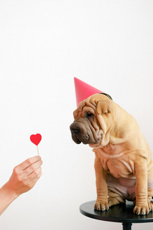 bullmastiff dog with birthday hat and red heart on white backgroundの写真素材