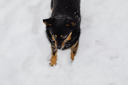 Dog in the snow. Black Shiba Inu in the snow.の写真素材