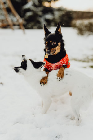 black and white chihuahua dog in red scarf on snowの写真素材