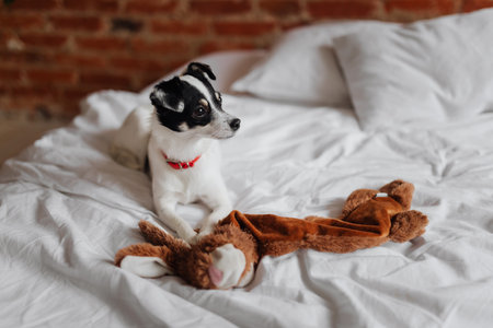 Cute little puppy with toy bunny on bedの写真素材
