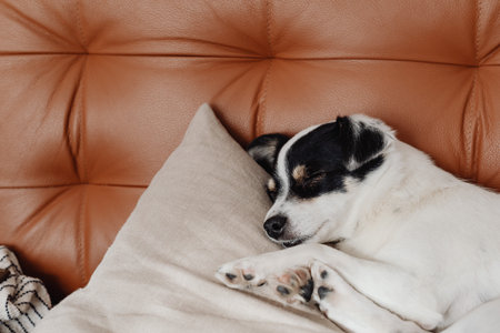 Cute black and white dog sleeping on sofa in living room.の写真素材