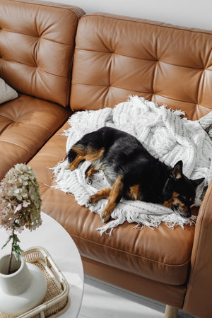 Cute dog sleeping on sofa in living room. Cozy home conceptの写真素材