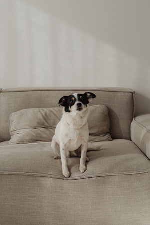 Cute dog sitting on sofa in living room, black and whiteの写真素材