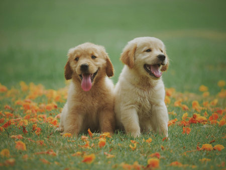 Two Golden Retriever puppies sitting in the grass with flowers.の写真素材