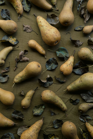 Autumn still life. Pears and leaves on a brown background.の写真素材