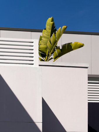 A vertical shot of a green plant on a white wall with a blue sky