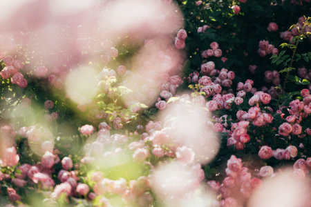 Beautiful pink roses in the garden. Vintage style toned pictureの写真素材