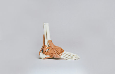 Human skeleton model isolated on white background. Anatomical model of human body.の写真素材