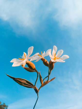 White flowers on blue sky background. Soft focus, shallow DOF.の写真素材
