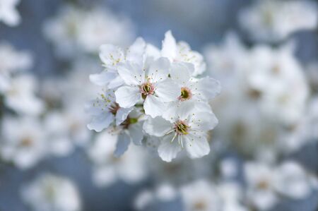 May loveの写真素材