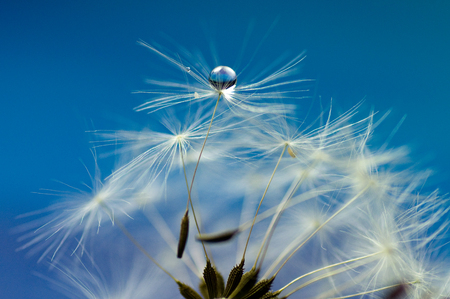 Dandelion seedの写真素材