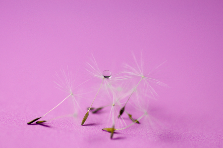 Drop of dew on dandelion seedの写真素材
