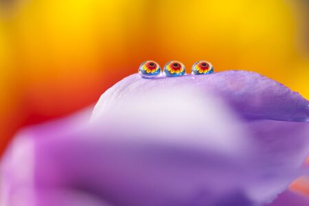 Three flowers in dropsの写真素材