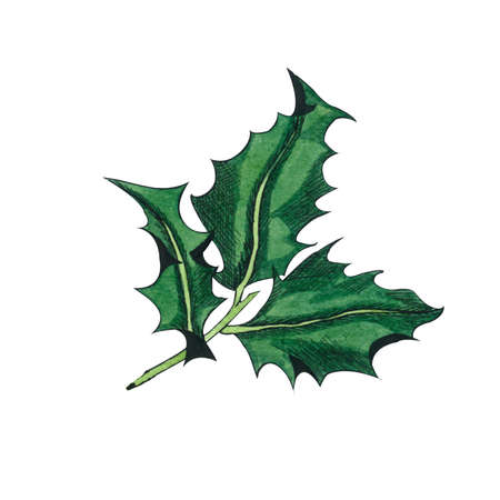 Holly tree twig with green leaves and red berries. Graphic hand drawing, Ink  and watercolor illustration isolated on white background.の写真素材