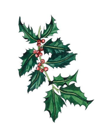 Holly tree twig with green leaves and red berries. Graphic hand drawing, Ink  and watercolor illustration isolated on white background.の写真素材
