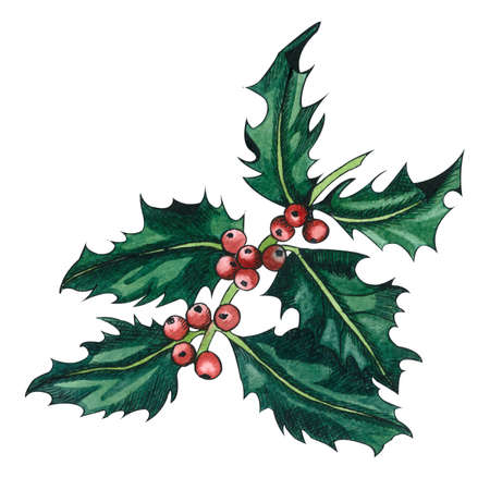 Holly tree twig with green leaves and red berries. Graphic hand drawing, Ink  and watercolor illustration isolated on white background.の写真素材