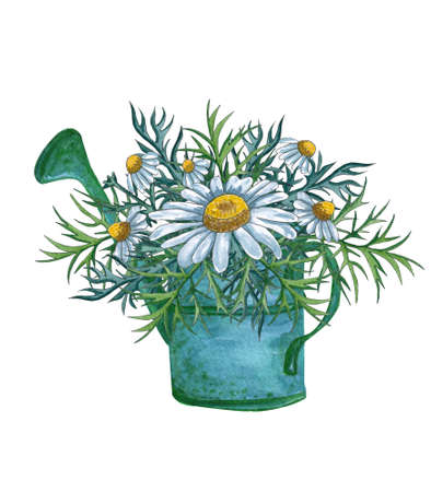 Watercolor watering can with flower bouquet inside, hand drawn isolated on a white background. Watercolor illustration of garden watering can with bouquet of chamomile flowers.  Spring wildflowers bouquetの写真素材