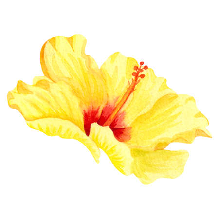Watercolor yellow hibiscus, tropical flower. Hand drawn big sunny flower isolater on white background.の写真素材