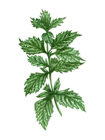 Watercolor lemon balm mint twig. Hand drawn herbal illustration isolated on white background. Honey herb.の写真素材
