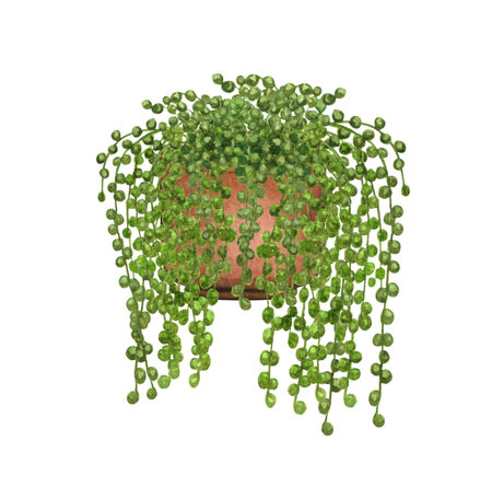 String of Pearls, houseplant in the pot, isolated on white background. Watercolor potted plant illustration. Home decor.の写真素材