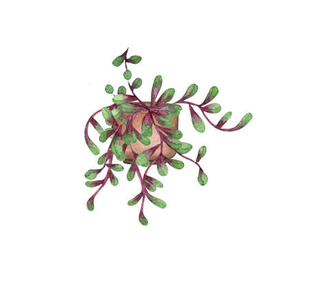 String of Ruby Necklace, houseplant in the pot, isolated on white background. Watercolor potted plant illustration. Home decor.の写真素材