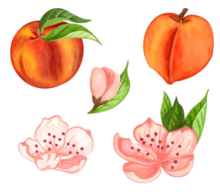 Watercolor set of isolated peach objects, peach flowers, leaves and individual elementsの写真素材