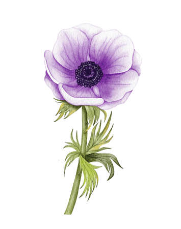 Painted Watercolor Anemone Flower. Purple wedding anemone illustrationの写真素材