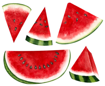 Watercolor watermelon slices set. Hand drawn illustration of ripe summer tropical fruit isolated on white backgroundの写真素材