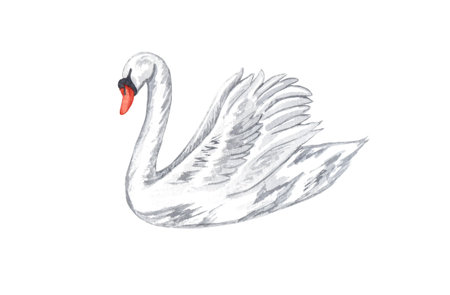 Watercolor white swan. Hand drawn white bird isolated on white background. love conceptの写真素材