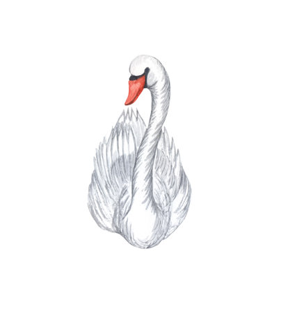 Watercolor white swan. Hand drawn white bird isolated on white background. love conceptの写真素材
