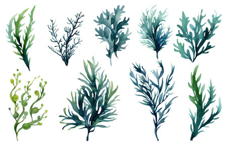Seaweed underwater plants. Green Laminaria watercolor illustartion isolated on hite background. Nauticalの写真素材
