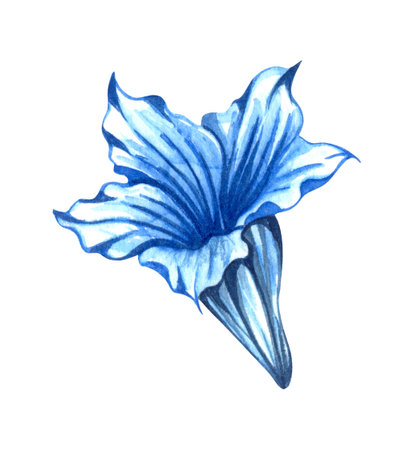 Alpine mountain flowers - Gentian flower. Watercolor hand drawn illustrationの写真素材