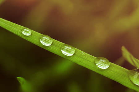 Four drops of dew on the grass in the morning