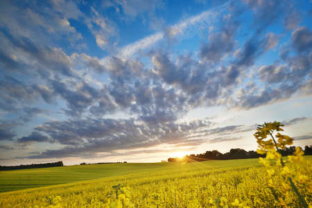 Dark clouds over a field of rapeの写真素材