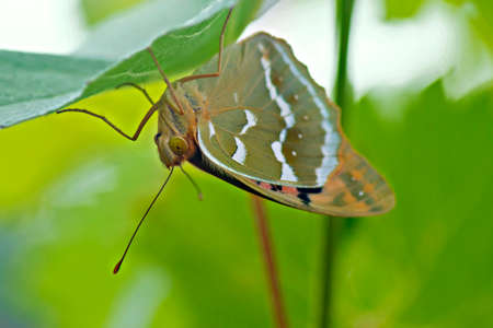 A macro photo of the butterfly on the leaf. Wildlife Photographyの写真素材