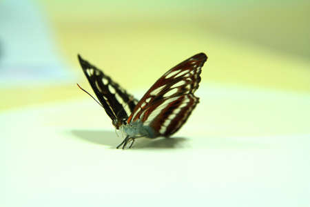 Butterflyの写真素材