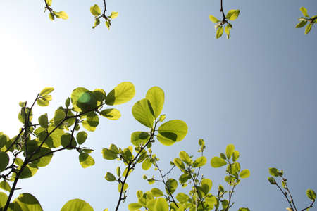 The Spring Branch