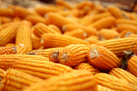 View of Chinese rural,Pile of corn   China 