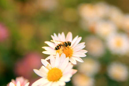 Daisy and the beeの写真素材