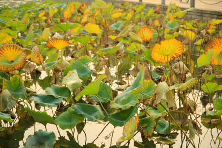 Lotus and autumn leavesの写真素材