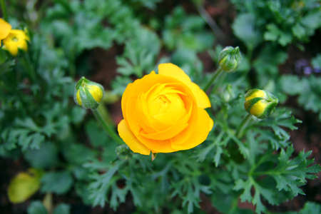 Buttercup Flower