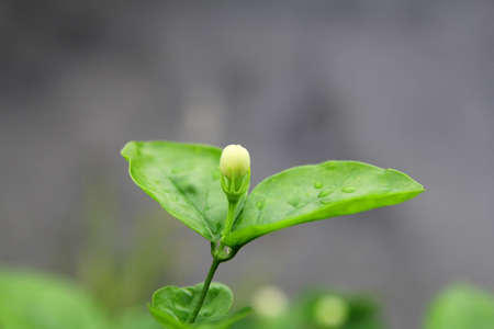 Jasmine,の写真素材