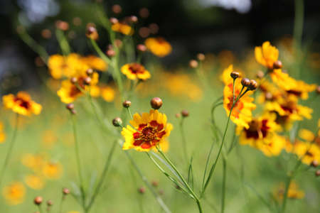 Calliopsisの写真素材